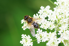 Keilfleckschwebfliege II