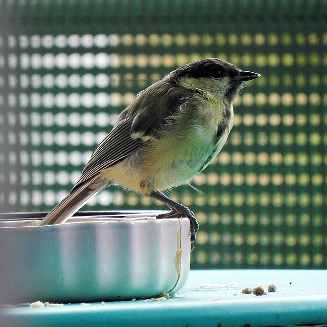 la mésange qui regarde la télévision,