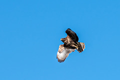 Buzzard-DSZ9629