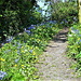 I love to see the wild flowers up my driveway