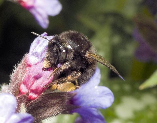 IMG 9500 Hairyfootedflowerbeev2