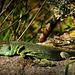 Lézard vert ( Lacerta bilineata )