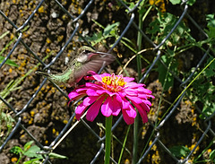 Ruby Throated Hummingbird (f) on a Zinnia