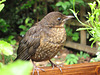 Young Blackbird