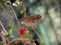 Moineau autre (2)