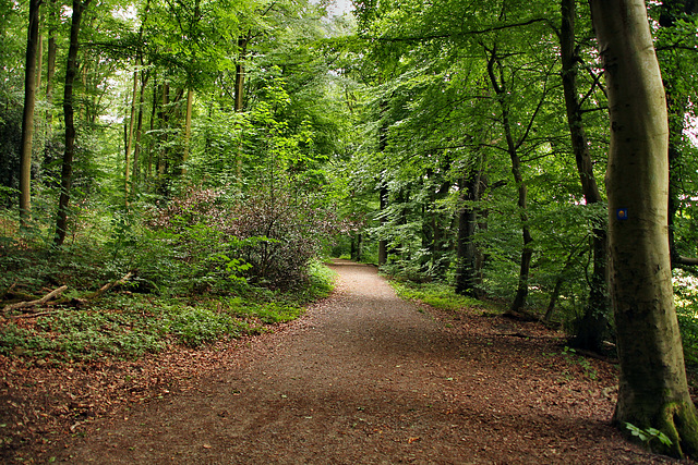 Weg am Waldrand (Gevelsberg) / 24.06.2018