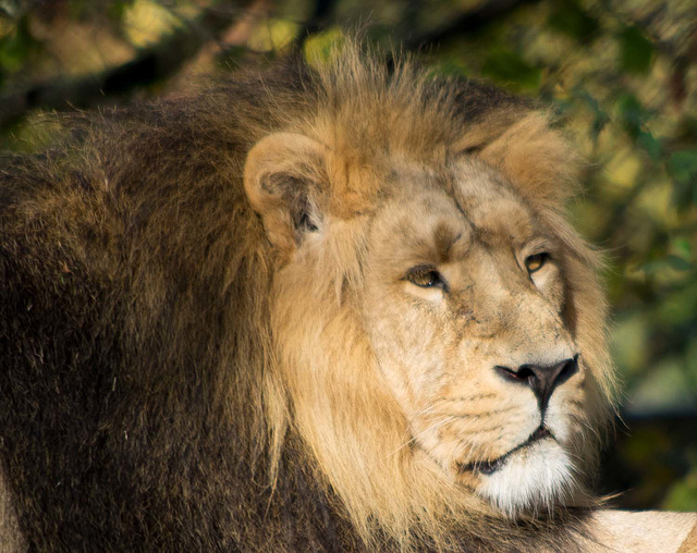 Lion at rest