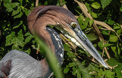 20190911 6158CPw [D~OH]  Goliathreiher (Ardea goliath), Timmendorfer Strand