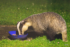 Midnight visitor eating pheasant food!