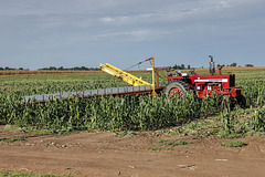 Sweet Corn Harvesting