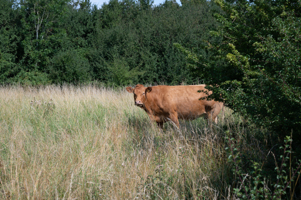 Cattle on Christmas Gorse-DSZ5731