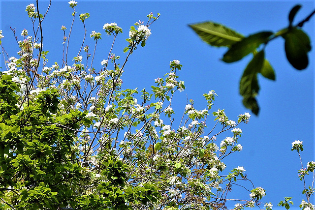 The apple blossom from the red apple tree