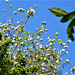 The apple blossom from the red apple tree