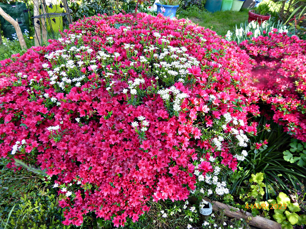 les premières fleurs