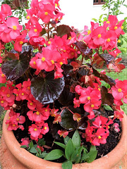 Begonia