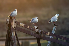 3 Black-Headed Gulls on a Wreck at Dawn