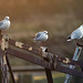 3 Black-Headed Gulls on a Wreck at Dawn