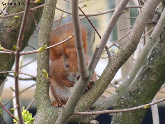 Squirrel eating apple - 1