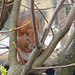 Squirrel eating apple - 1