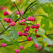 Fruits of Autumn  (spindle tree) Nov 2016
