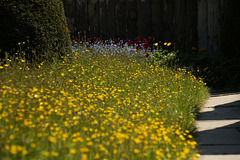 Topiary Lawn Buttercups