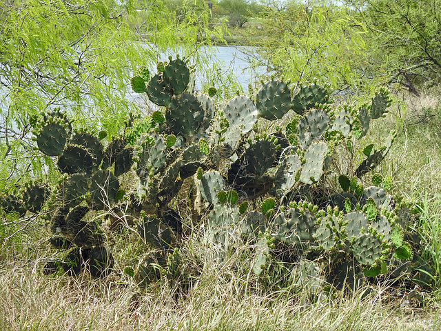 Day 4, cacti, Bishop City Park, South Texas