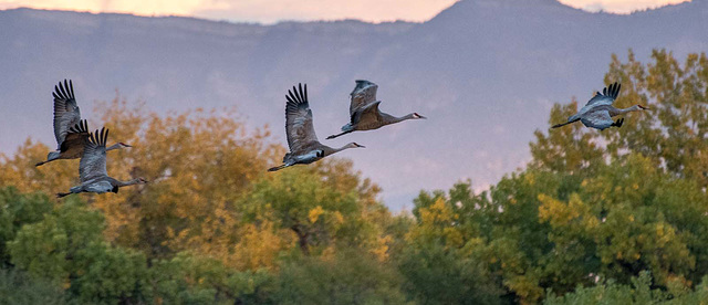 Sandhill cranes4