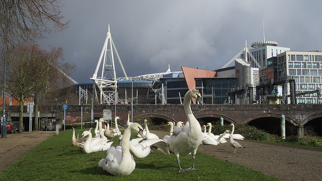 Taff swans