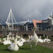 Taff swans