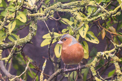 Chaffinch-DSD0400