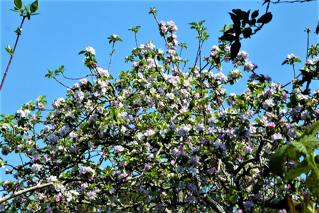Favourite apple blossom