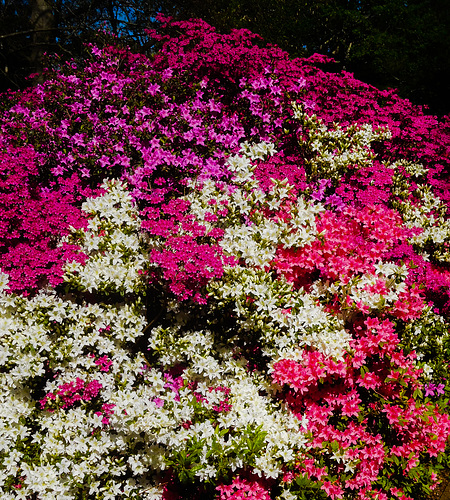 At the Isabella Plantation (Richmond Park)