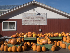 Pumpkins for sale