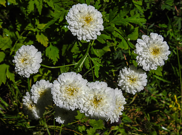 20240625 0383CPw [D~LIP] Mutterkraut (Tanacetum partjenium), BS