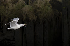 Herring Gull in Flight