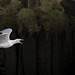 Herring Gull in Flight