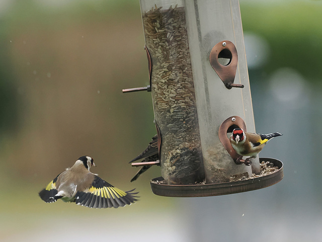 Distelfinken an der Futterstelle Distelfinken an der Futterstelle