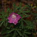 KR609401©IngoKrehl