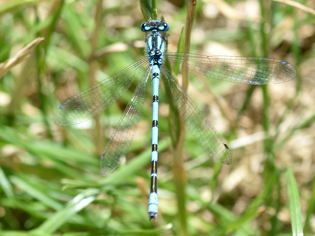 Common Bluet m (Enallagma cyathigerum) DSB 0270