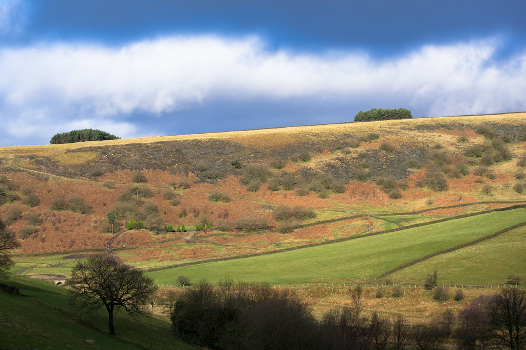 The plantations