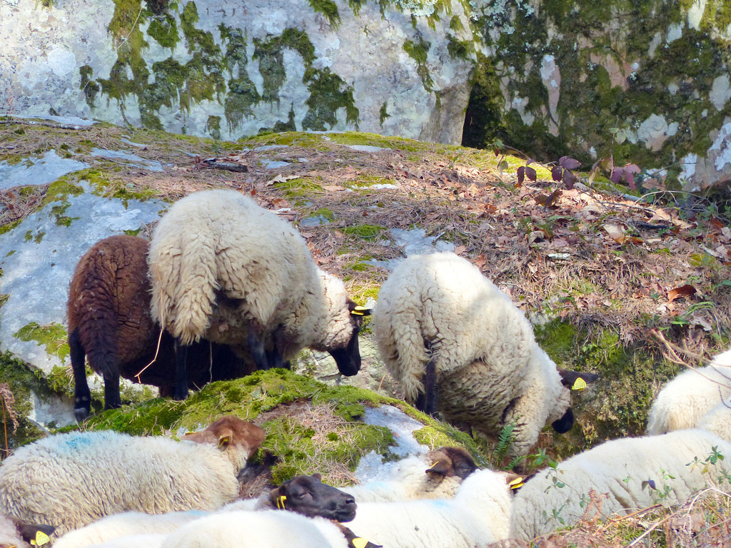 Transhumance du 15 mars 2016