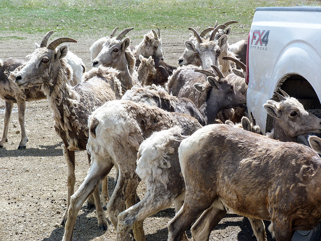 Bighorn Sheep on Plateau Mountain, 2012