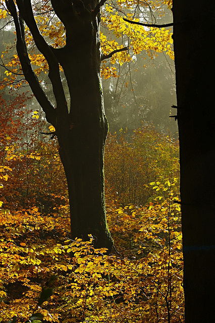 Buche im Licht