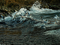 y a bien du monde à la cantine de la mer