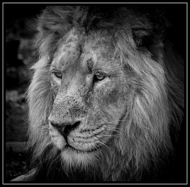 Lion portrait (1)