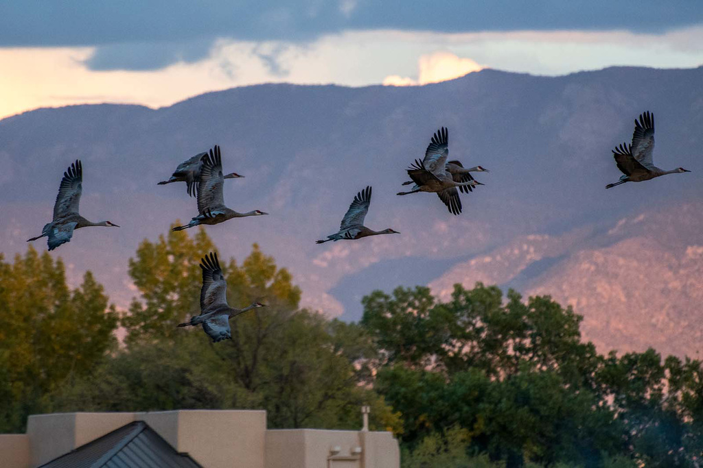 Sandhill cranes5