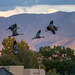 Sandhill cranes5