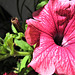 Pink Petunia again...