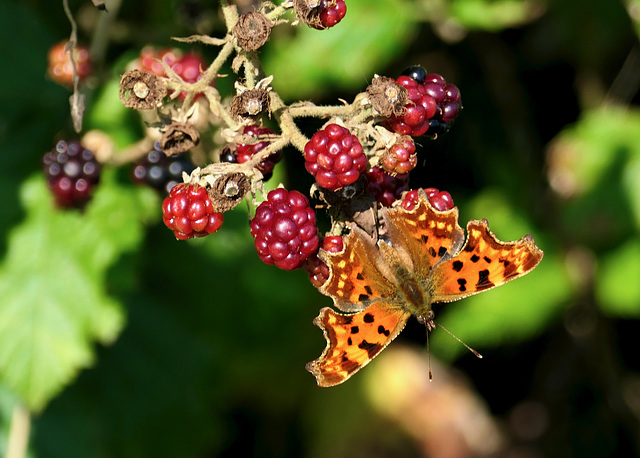 C-Falter auf Brombeeren