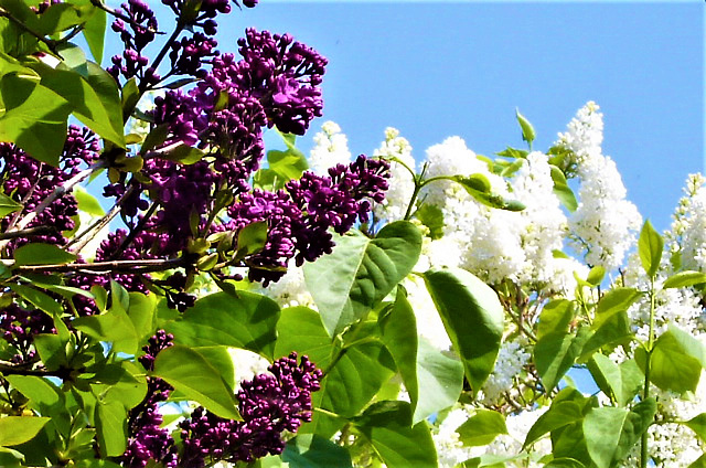 Love seeing the two colours together
